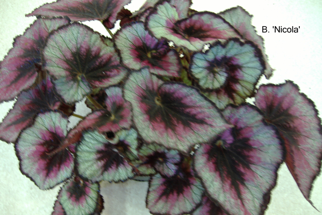 B. ‘Nicola’